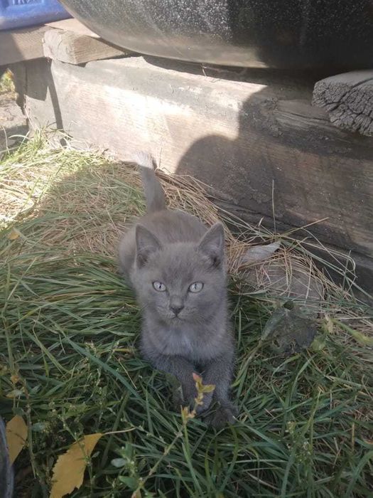 Отдам котят в хорошие руки