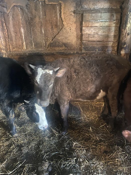 Продам тёлочки с откорма