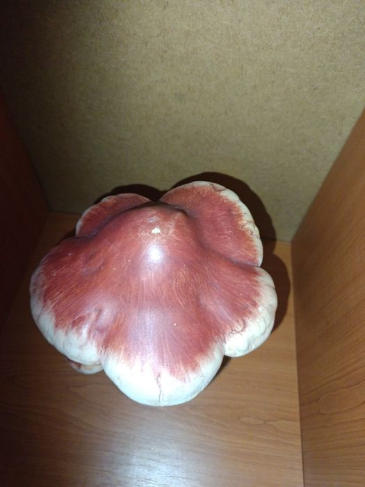 Ciuperca decorativa de gradina