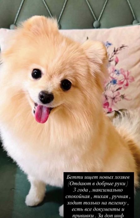 Собачка девочка шпиц