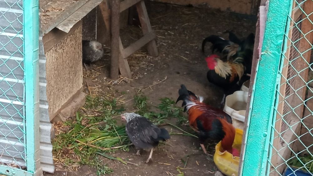 Продам карликовых курей