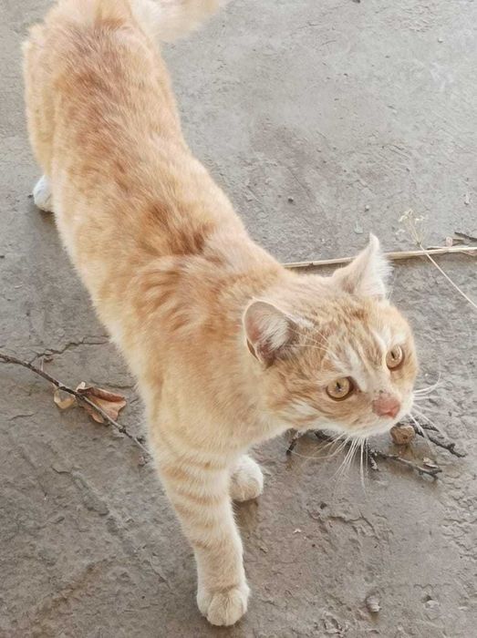 Кошка в добрые руки