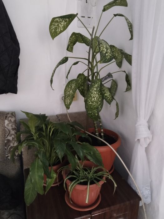 Продам комнатные цветы