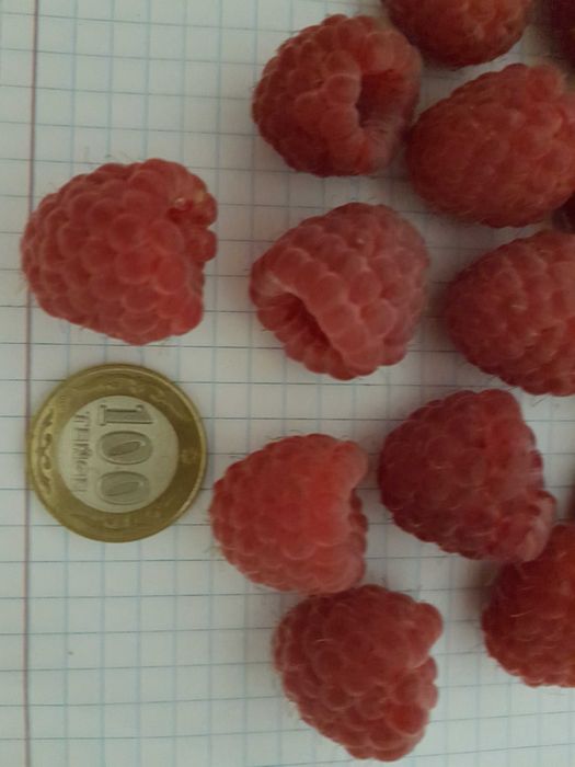 Продам саженцы малины