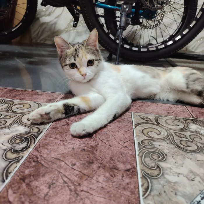 Отдам кошка 10месяцев