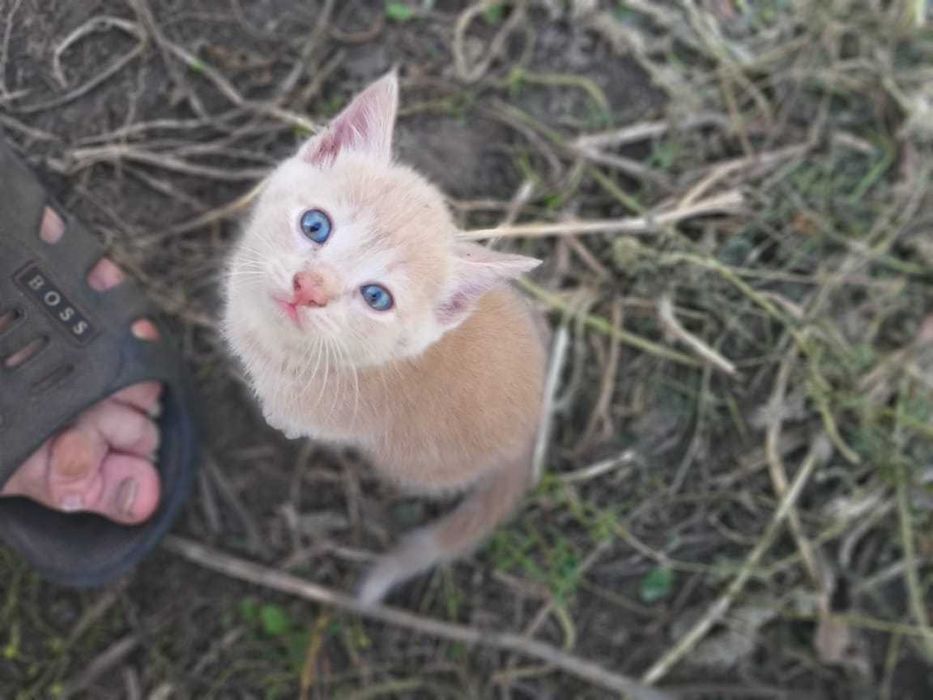 Котята разноцветные