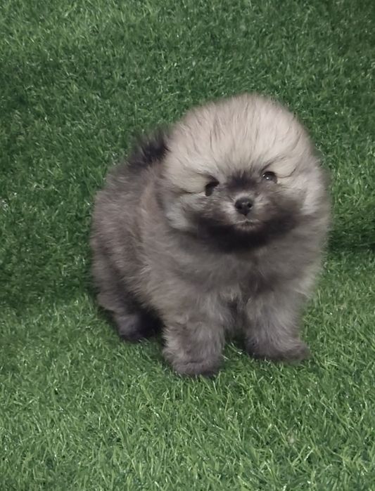 Щенки мини шпица разных окрасов