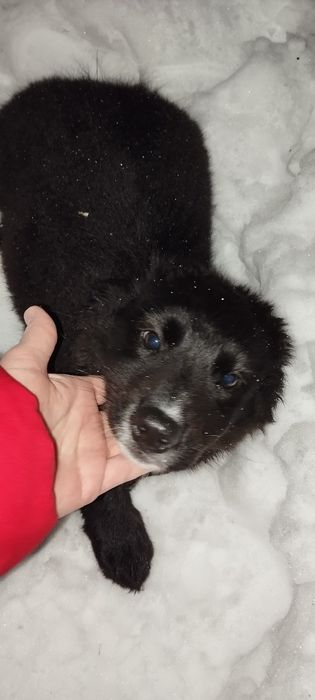 Отдам щенка в добрые руки