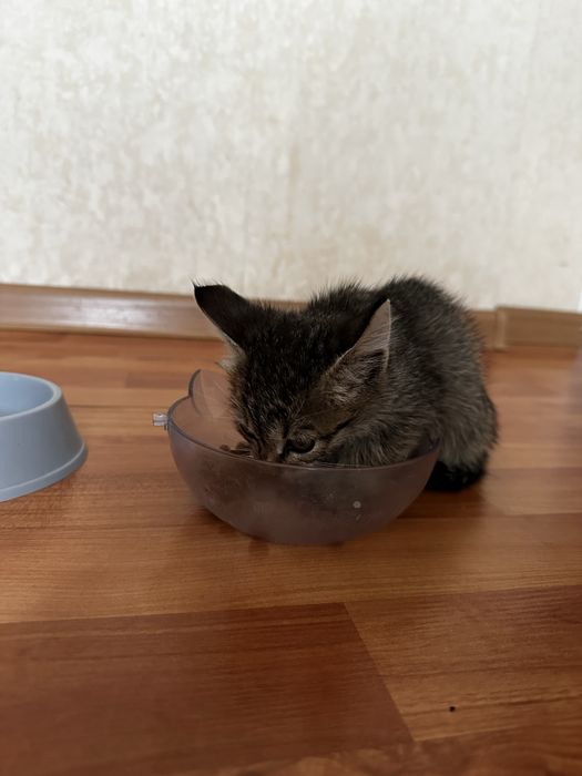 Котенок только в добрые руки!