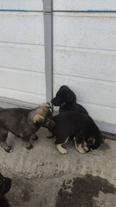 Щенки хорошенькие