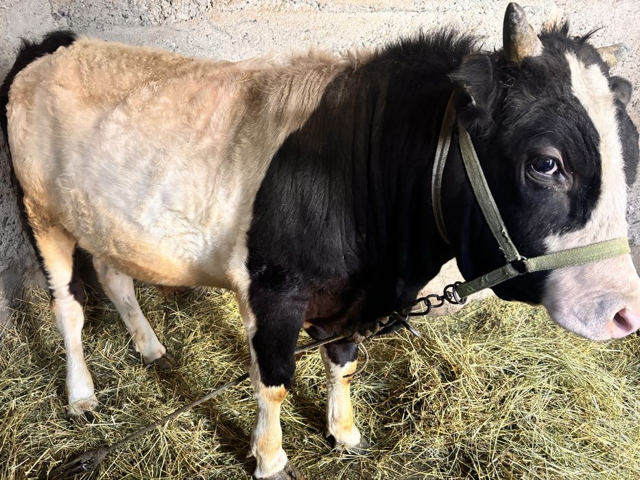 Бычок.  Семыз.