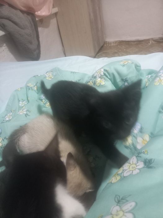 Отдам даром котенка