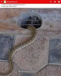 Дезинфекция от змей от скарпион змея 24/7