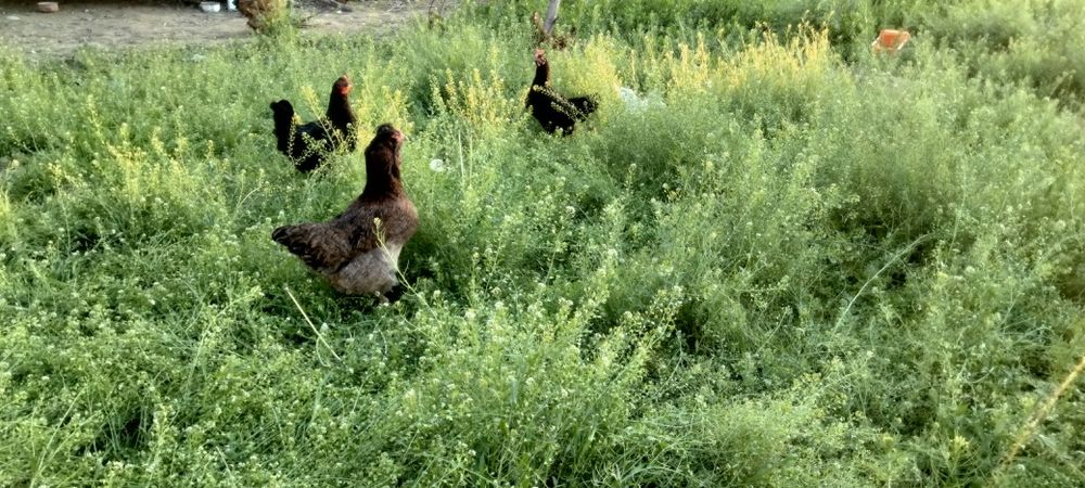 Хонаки товуклар тухумлари бор.