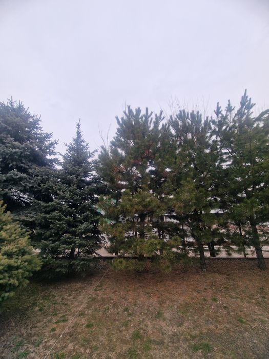 Проются голубые ели