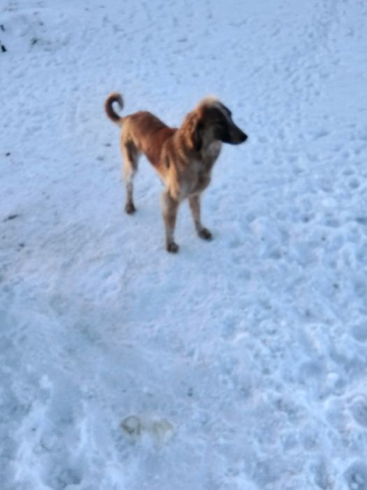 Тазы 12месяц сука