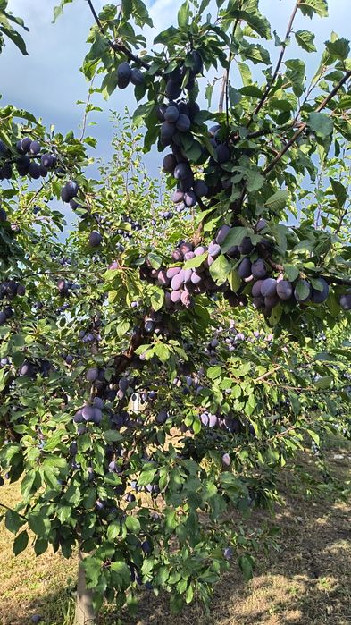 Prune stanley  vand