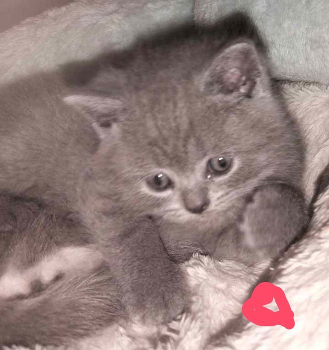 Motănei British Shorthair Blue