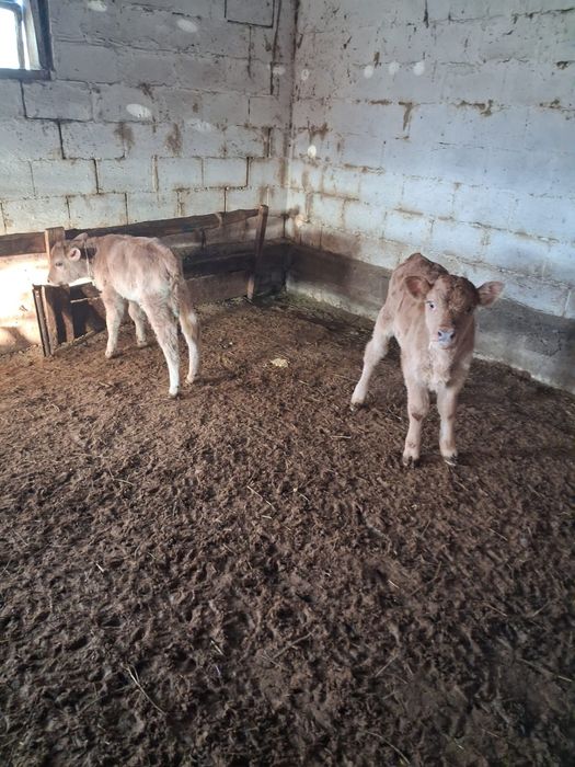 2 ұрғашы бұзау сатылады