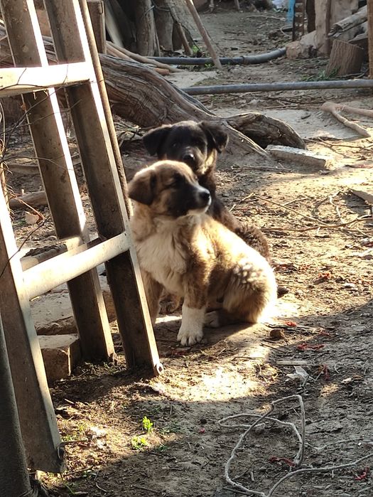 Щенки в добрые руки