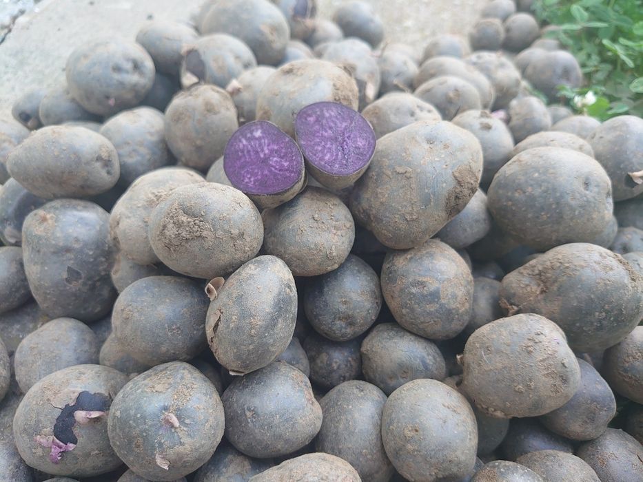 Cartofi mov și legume organice