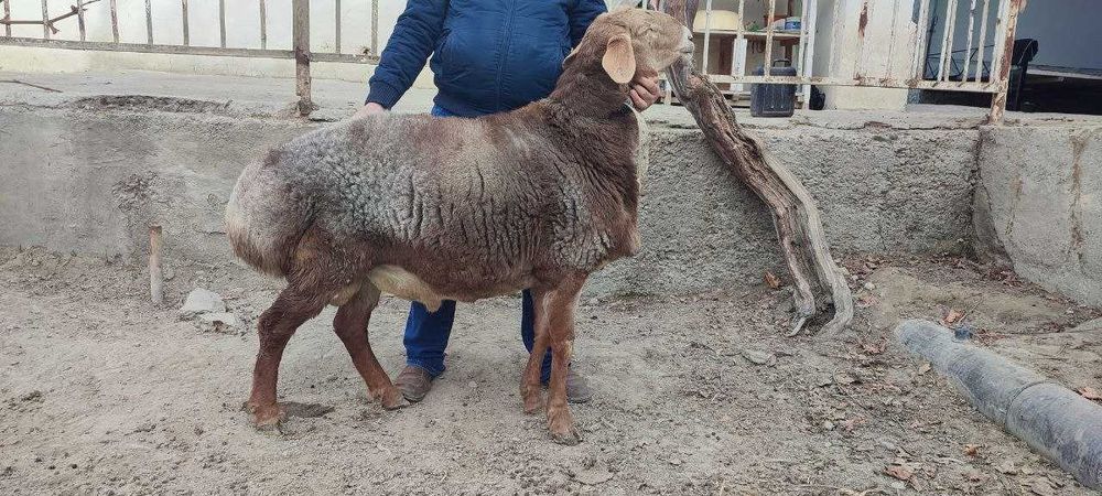 Arashan 3 yoshar qochqorlar 2 ta Bayar, Arab liniyasi