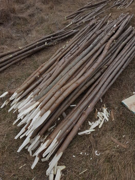 Vând pari de fasole și roși 4.5 lei parul