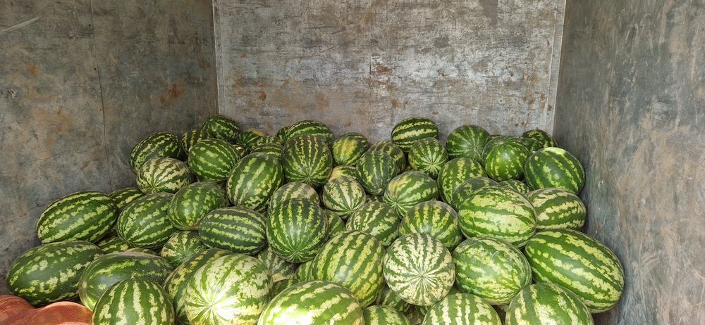 Продам семян F1 арбуз