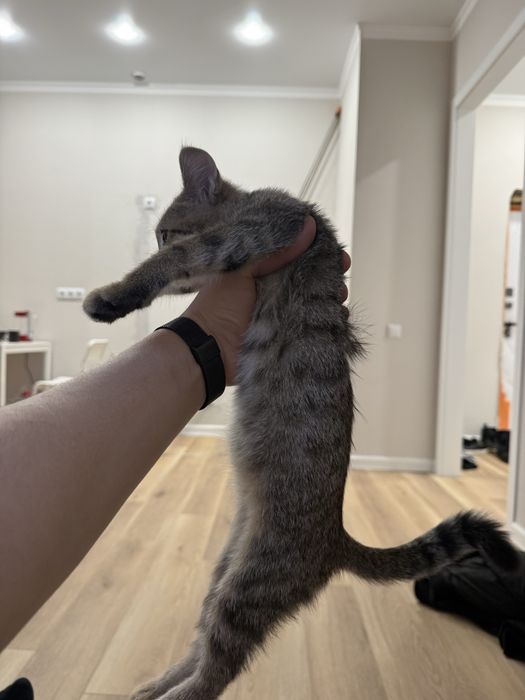 Отдам котенка в добрые руки