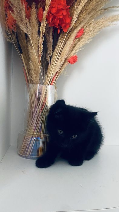 Котята бесплатно