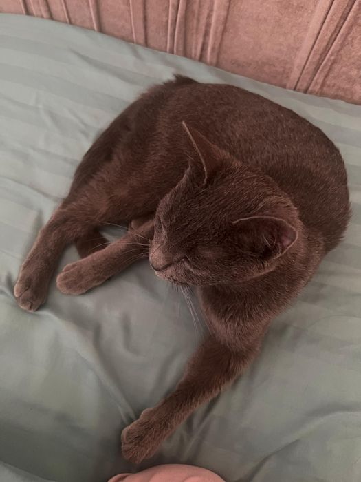 Отдаем кошку в хорошие руки