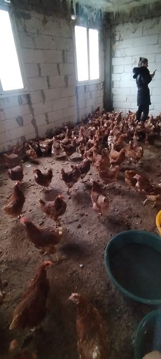 Găini tinere la sol - 20 lei/buc - Comandă minimă 20 buc