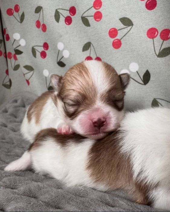 Щенки шпицы мальчик и девочка