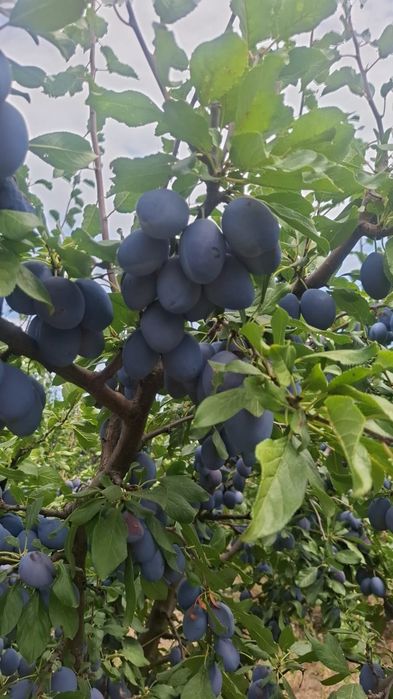 Prune tuica sau consum