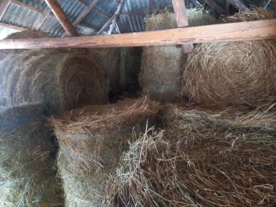 Vând baloți rotunzi de fân şi otavā