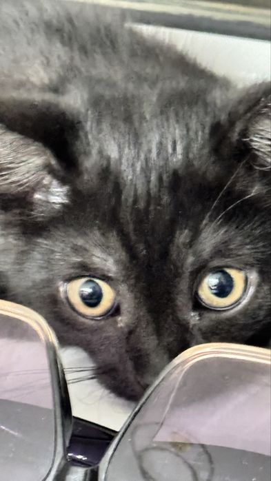 Отдаем в хорошие руки