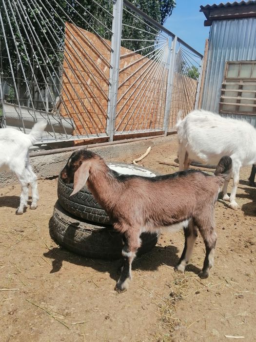 Еркек Лақтар сатылады