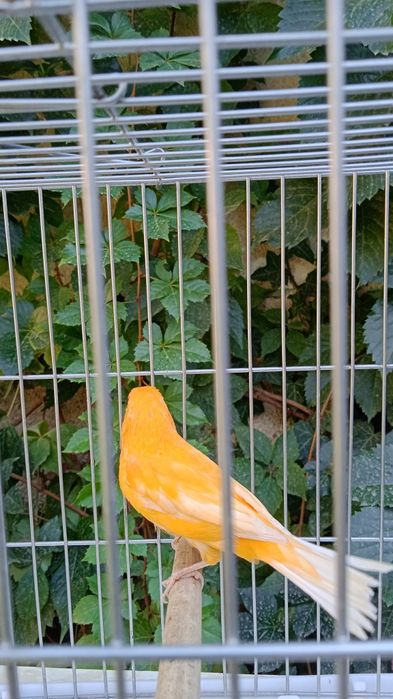 Продается канарейка самец