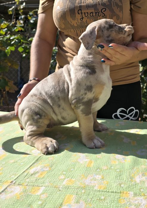 Американско були Хл /American bully XL