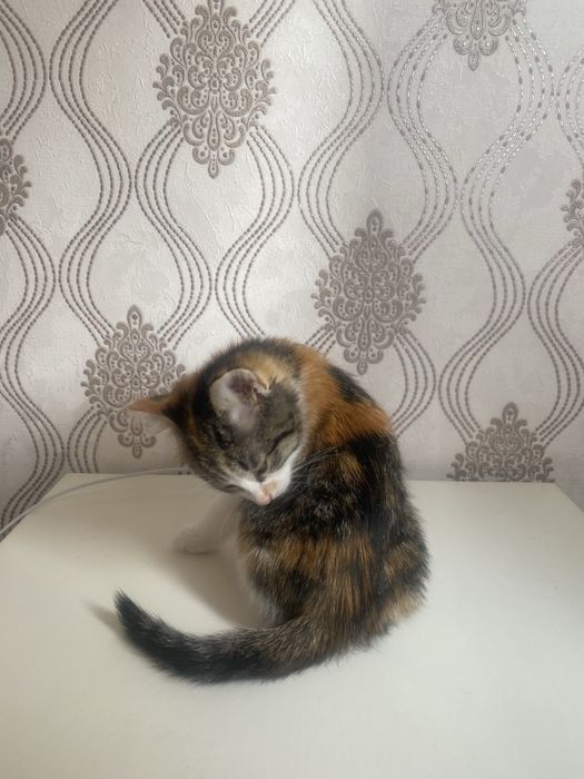 Котенок красивая игривая девочка