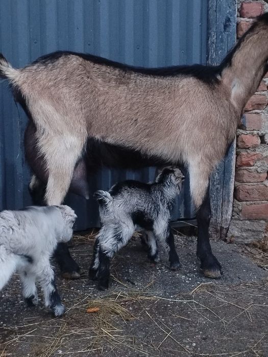 Vând capre  cu iezi
