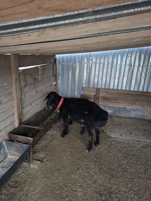 Баран / Кошкаржасы 1'5  Кызылорда