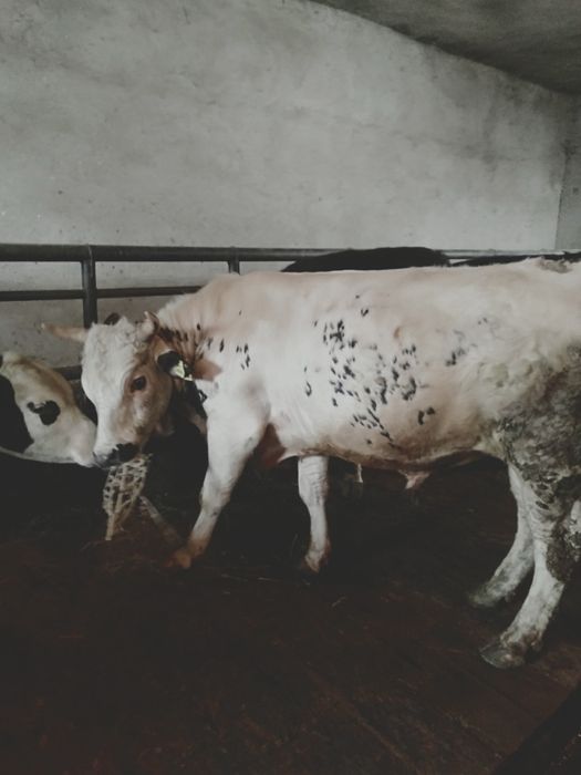 Семіз бұқалар сатылады