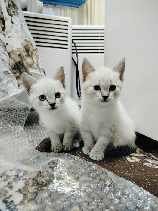 Котята девочки ищут дом