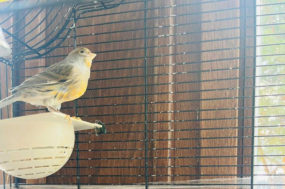 Vând Canari Timbrado