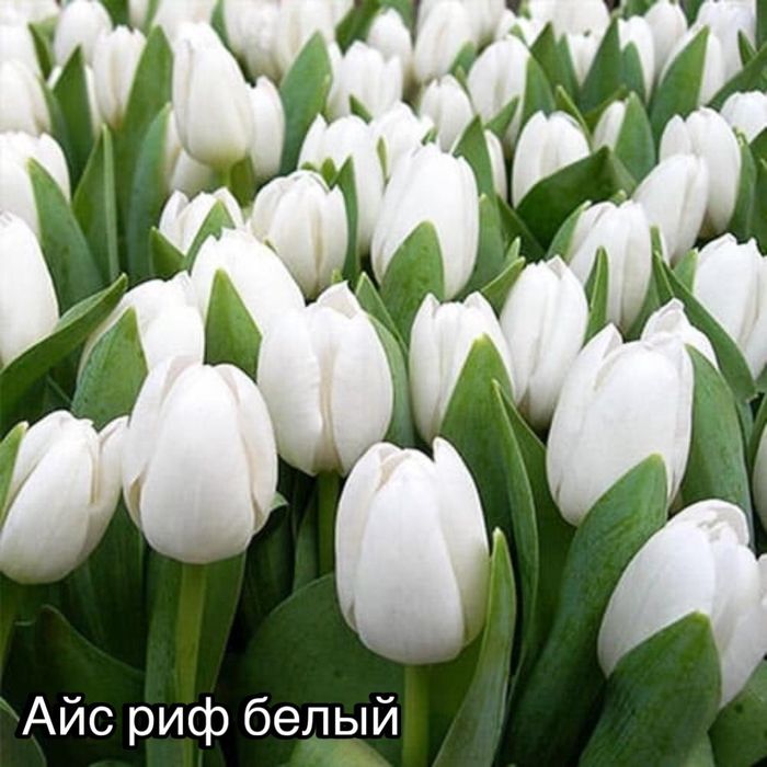 Оптом тюльпаны  местные