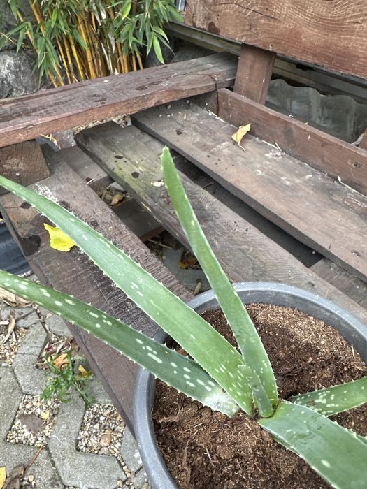 Flori aloe vera