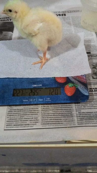 Цыплята подрощенные бройлеры