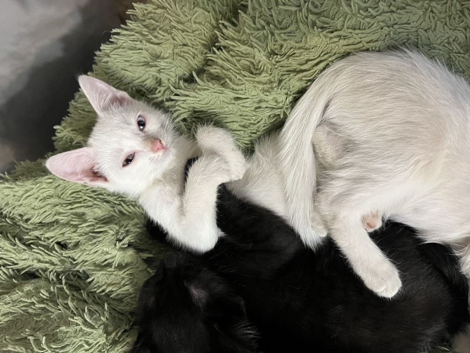 Кошечка в отаетственнве руки