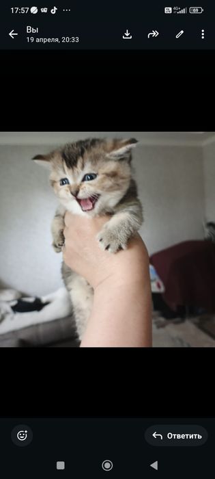 Золотые шиншиллы